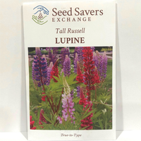Thumbnail for Tall Russell Lupine Flower