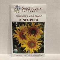 Thumbnail for Tarahumara White Seeded Sunflower, Heirloom over 300 years old