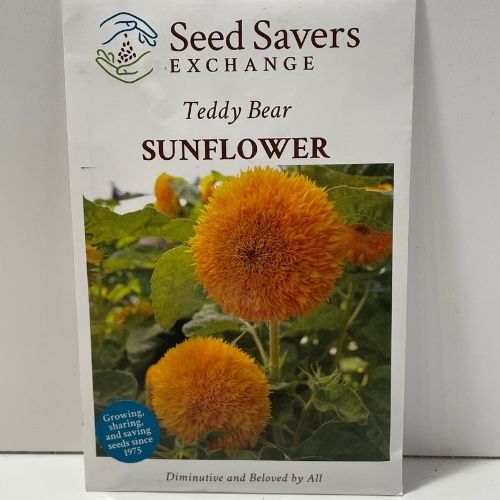 Teddy Bear Sunflower Open Pollinated Seeds