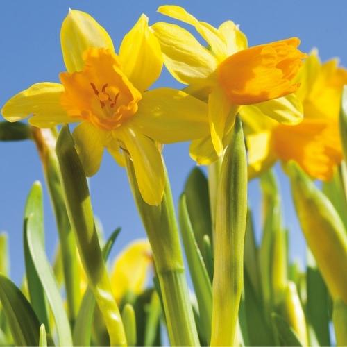 Tete-a-tete daffodils
