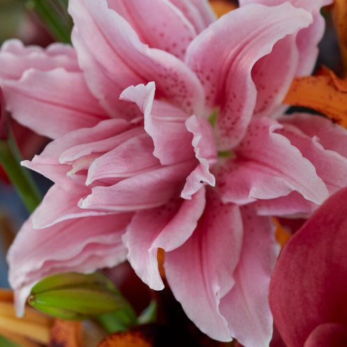 Roselily 'Thalita' (Double Oriental Lily)