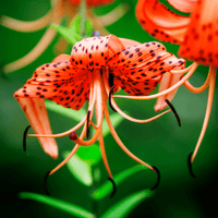 Thumbnail for 'Lancifolium-Splendens' Tiger Lily