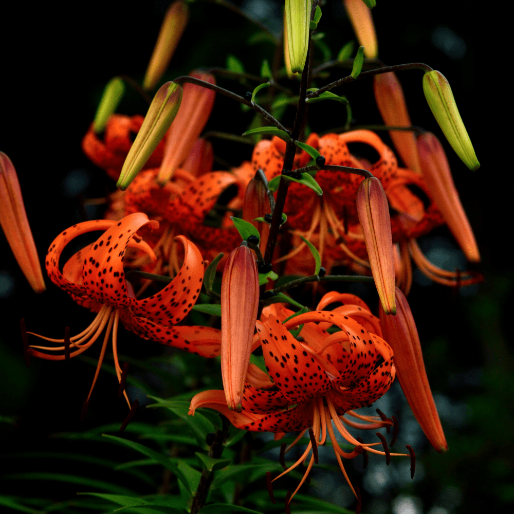 'Lancifolium-Splendens' Tiger Lily