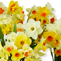 Thumbnail for The Ultimate Daffodil and Narcissus Mix (Mid to Late Season Flowering)