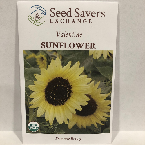 Organic Valentine Sunflower
