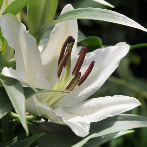 Lilium Asiatic 'Tiny Crystal' (Asiatic Lily)