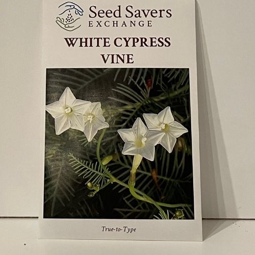 White Cypress Vine Seeds