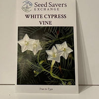 Thumbnail for White Cypress Vine Seeds
