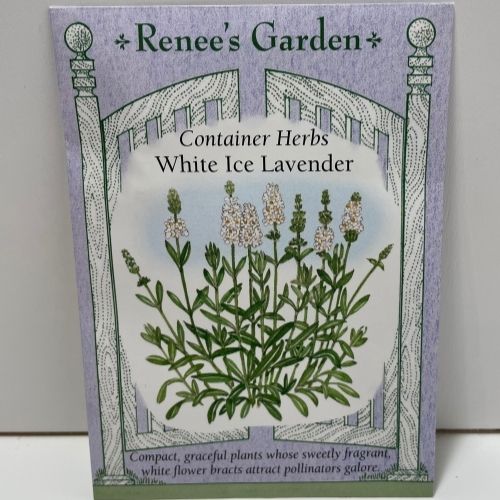 White Ice Lavender Seeds