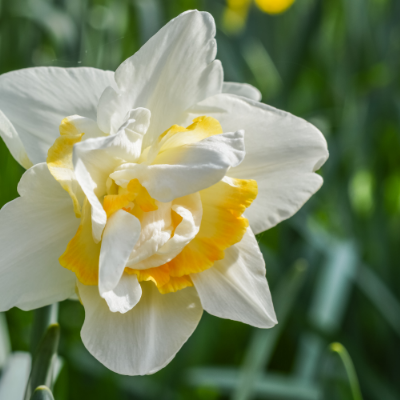 Double Daffodil 'White Lion' Daffodil (Early to Mid)