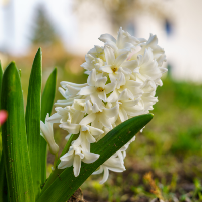 Hyacinth 'White Pearl' 1954 Heirloom Bulbs