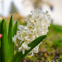 Thumbnail for Hyacinth 'White Pearl' 1954 Heirloom Bulbs