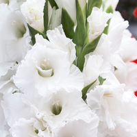Thumbnail for 'Villa Blanca' Large Flowering Gladiolus