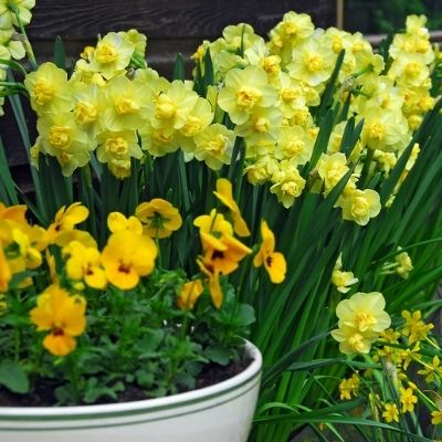Yellow Cheerfulness Bunch Flowering Daffodil, (Midseason Flowering)