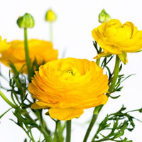Thumbnail for Ranunculus Yellow (Ranunculus Aviv) Bulbs