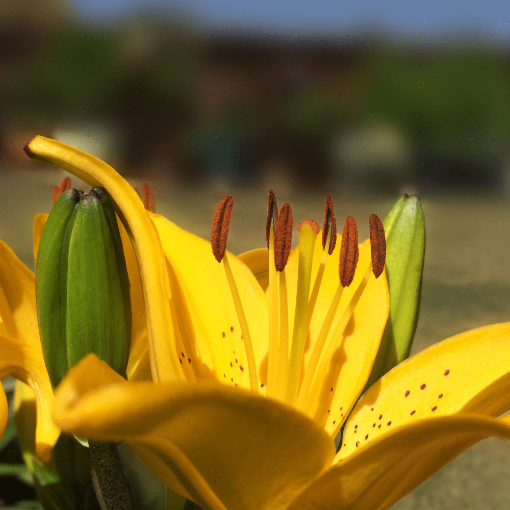 Classic Joy Yellow Asiatic Lily