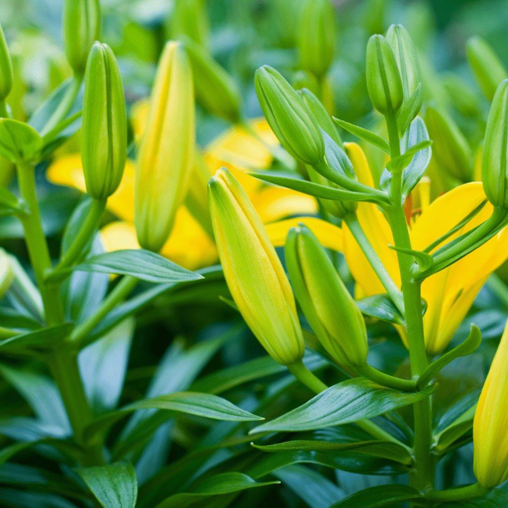 Classic Joy Yellow Asiatic Lily