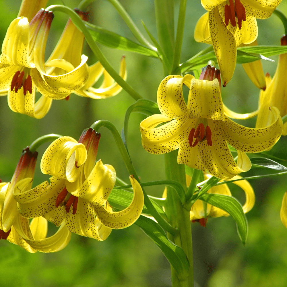 Yellow Bruse Tiger Lily