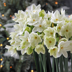 Paperwhites in Our Gift Box