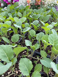 Thumbnail for Ellen Felton Heirloom Collards Starts (4 pack)