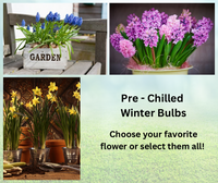 Thumbnail for Winter Bulbs, Pre-Chilled and ready to plant!